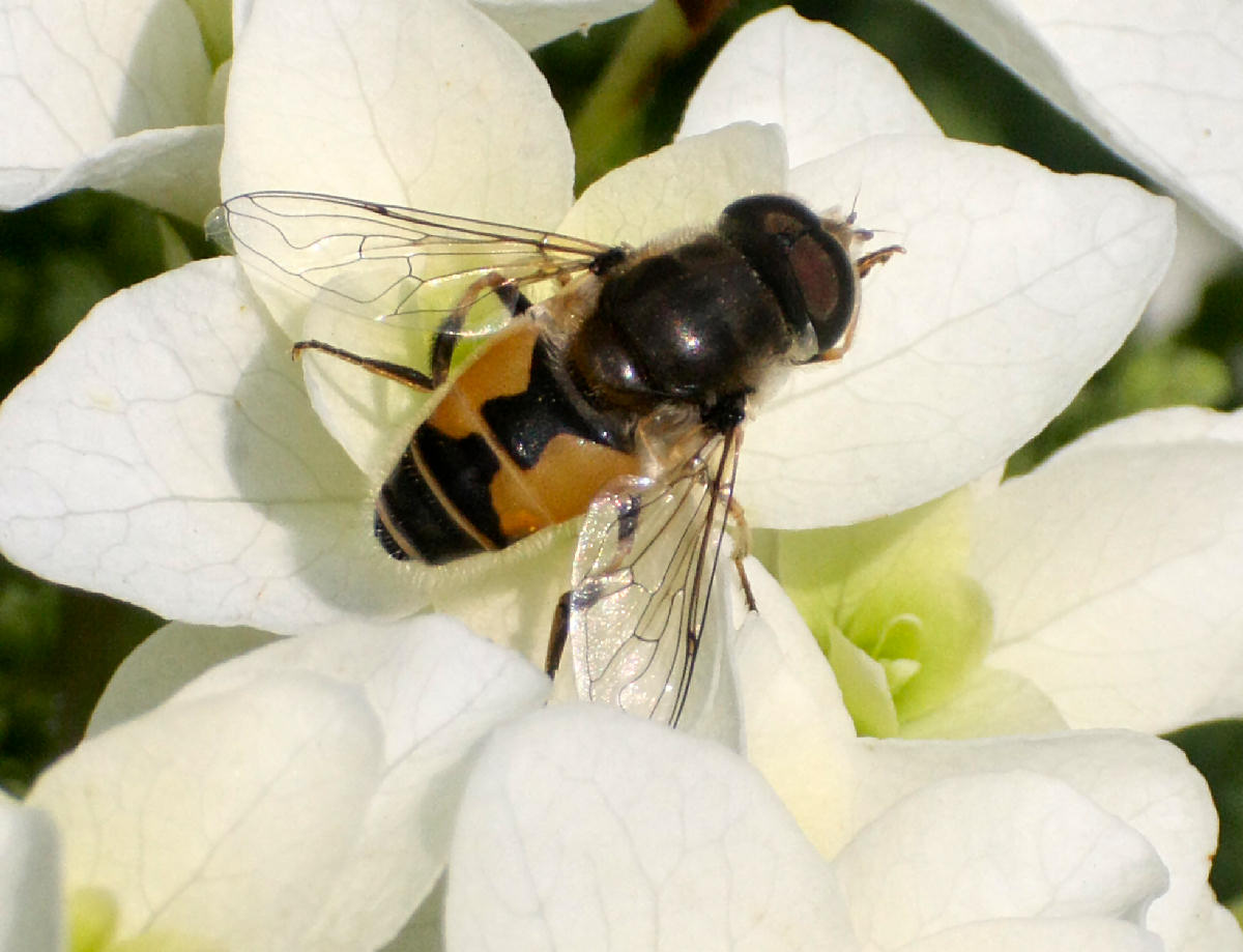 Eristalis arbustorum ?